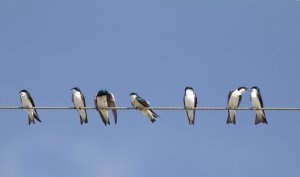 tree-swallows-on-line